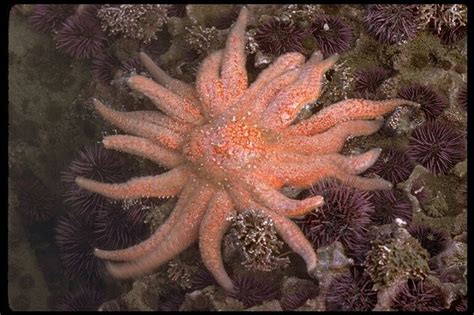 Sunflower Starfish | Sunflower starfish, Starfish, Octopus