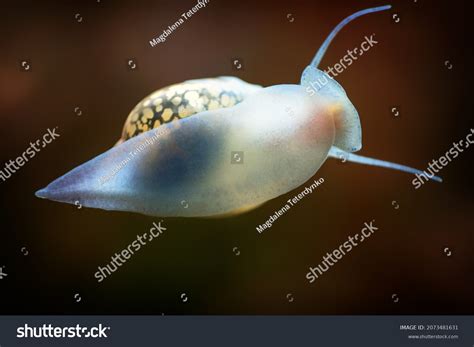 132 Bladder Snail Royalty-Free Images, Stock Photos & Pictures | Shutterstock