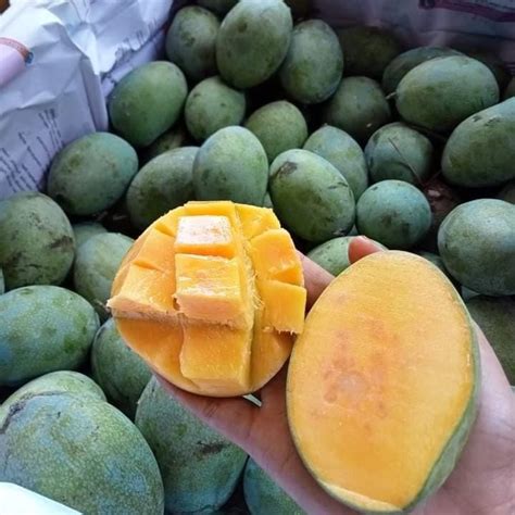 Anak Pokok Mangga Madu Anggur Indonesia