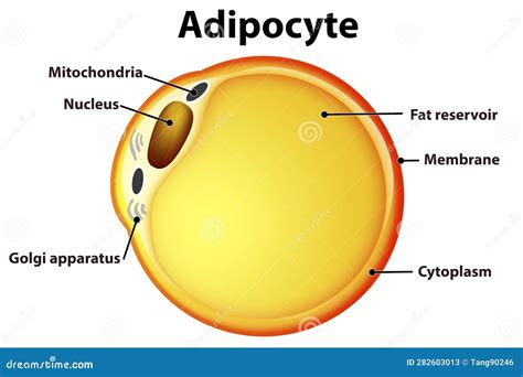 Fat Cells from White Adipose Tissue Stock Illustration - Illustration ...