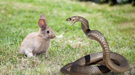 Snake Vs Rabbit In A Big Fights- Wild Animal Attacks - YouTube