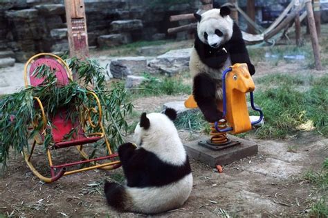 Giant Pandas in Beijing Zoo