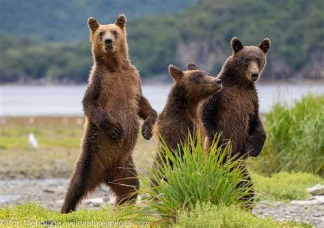 Grizzly Bear Cubs | Katmai National Park, Alaska | Photos by Ron Niebrugge