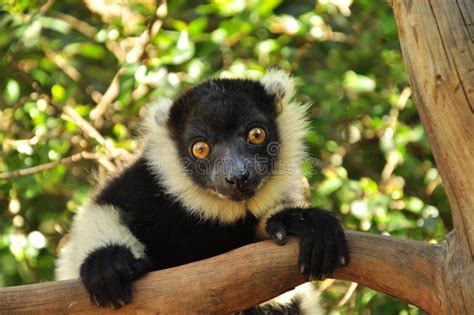 Lemur of Madagascar, Endemic Species Stock Image - Image of comores, ears: 39098971