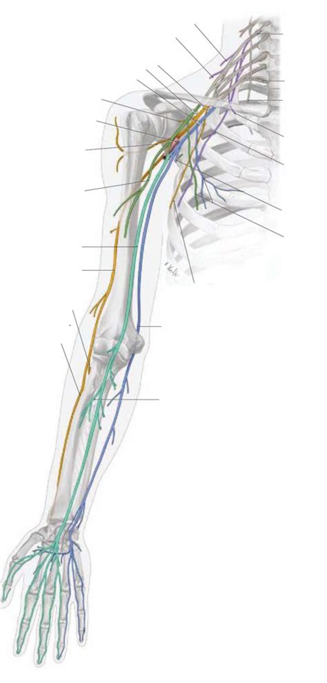 Plexus brachialis Diagram | Quizlet