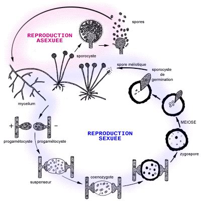 Les mycophytes - Cycle monogénétique haplophasique du Mucor