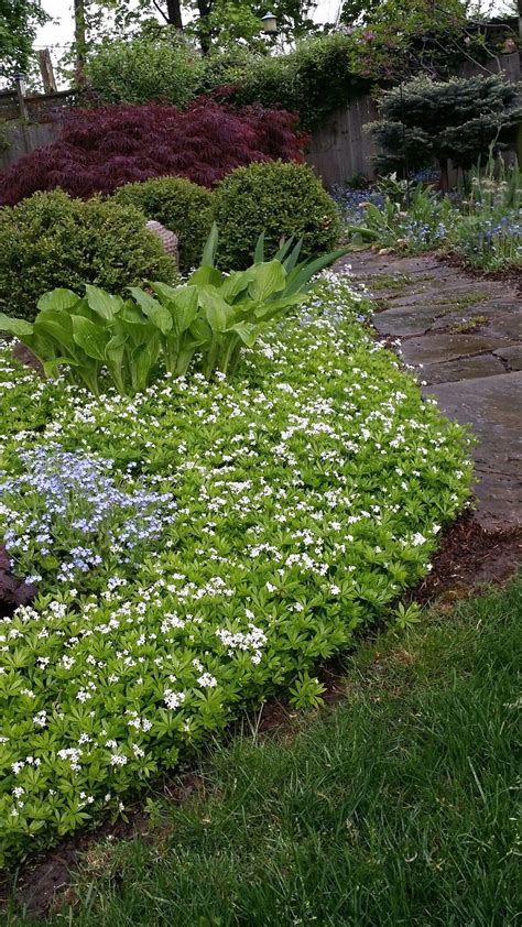 Shade garden. Hosta and ground cover sweet woodruff. | 1000 in 2020 ...