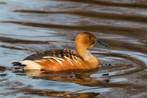 Fulvous whistling duck - song / call / voice / sound.