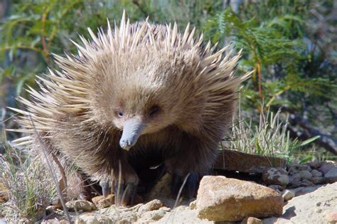 Echidna | The Biggest Animals Kingdom