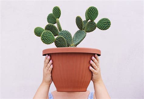 How to Take Care of Cacti Plants | Southern Living