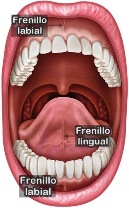 Listado de 15 que es el frenillo en la boca - ABeamer