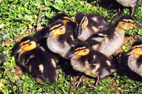 Mallard ducklings - Stock Image - C015/4349 - Science Photo Library