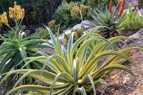 Agave vilmoriniana 'Stained Glass' (Octopus Agave)