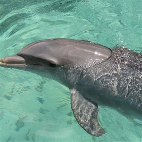 Places to Swim With Dolphins in Hawaii | USA Today