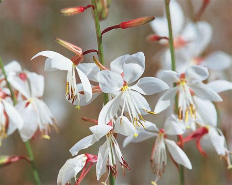 Stratosphere™ White - Butterfly Flower - Gaura lindheimeri | Proven Winners