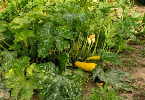 Zucchini Plant Spacing: A Guide for Bountiful Harvests