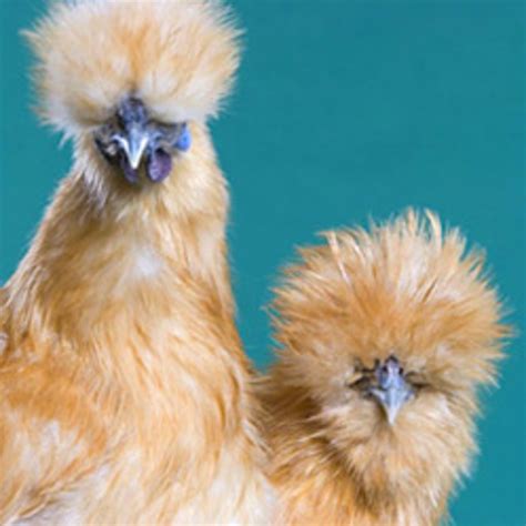 Silkie Chicken Colors in Pictures