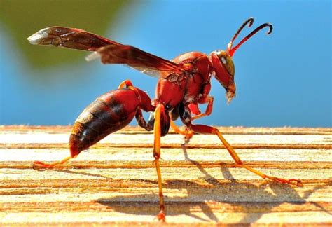 Red Wasps | How Dangerous Are They? - Pest Samurai