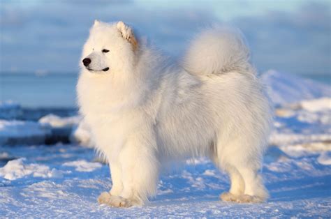 Do Samoyeds Need A Lot Of Exercise