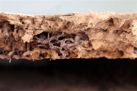 Nest Termite, Background Of Nest Termite, Damaged Wooden Eaten B - INTEGRITY SPEC