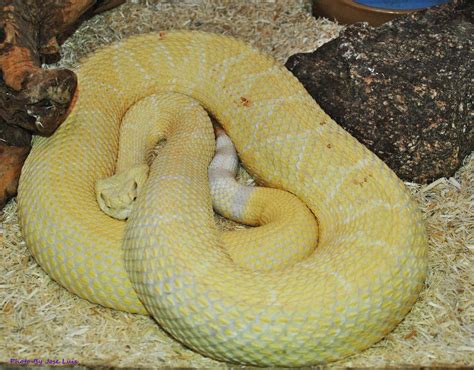 Albino WDB Rattlesnake by JayConstrictors12 on DeviantArt