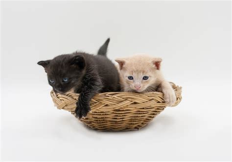 Premium Photo | Black and brown kittens in wicker basket isolated