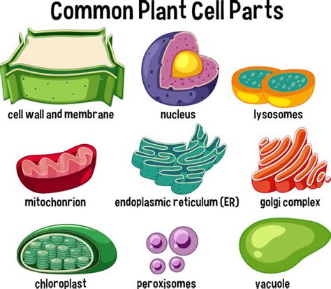 Plant Cell Illustrations, Royalty-Free Vector Graphics & Clip Art - iStock