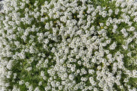 Tiny White Flowers - Free Texture