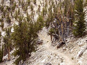 Ancient Bristlecone Pine Forest - Wikipedia