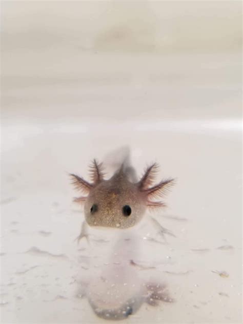 Lavender Melanoid Axolotl #12 – Ivy's Axolotls - Quality Pet Axolotls Since 2018