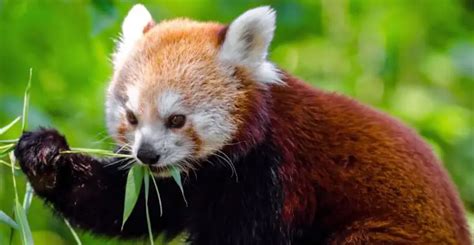 800+ Red Panda Names Cute & Unique Red Panda Name