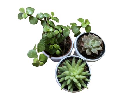 Pack of 3 Succulent-Indoor Plant | | MyPlantMyTaste