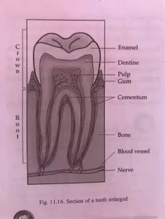 Teeth structure