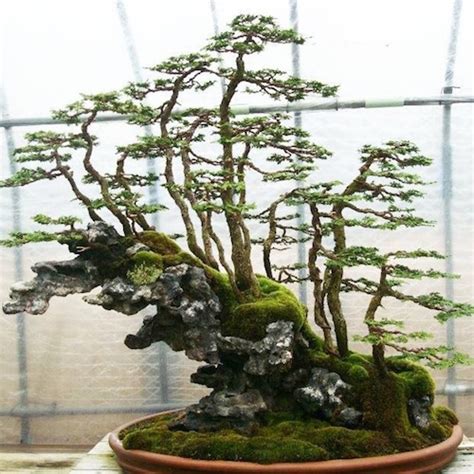 Top 8: Stunning Rock Bonsai trees - Bonsai Empire