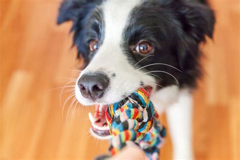 17 DIY dog toys you can make from items in your house - Care.com Resources