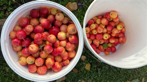 Fall Harvest Festival | Calypso Farm