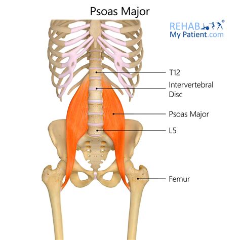 Psoas Major | Rehab My Patient