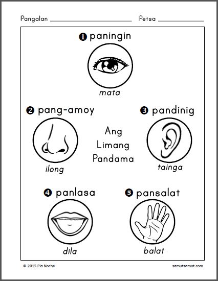 Collection of Parts Of The Body For Kids PNG Tagalog. | PlusPNG