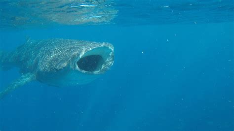 Isla Mujeres Whale Shark Tour - Captain Whale Shark