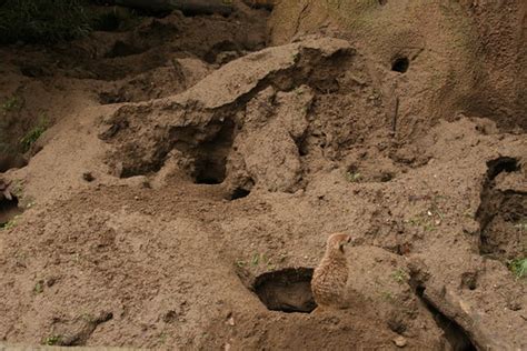 Meerkat Burrows Collapsed by the Rain | sleepswithcats | Flickr