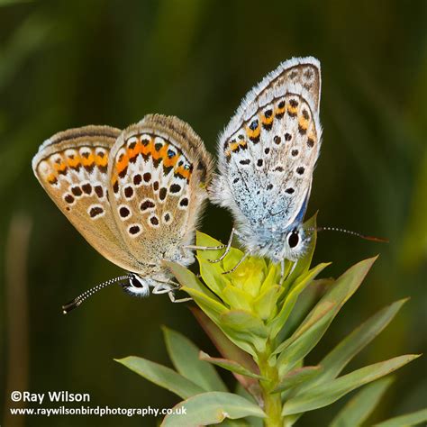 Alpine Butterflies :: Behance