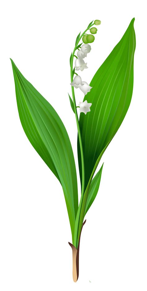 Lily Of The Valley Clip Art - ClipArt Best