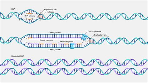 A Unique Approach for Studying Changes in Chemical Markers on DNA - Global Health News Wire