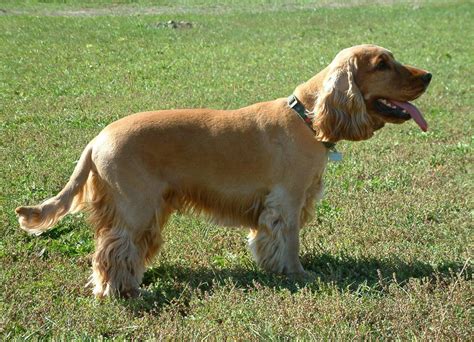 English Cocker Spaniel - Wikipedia