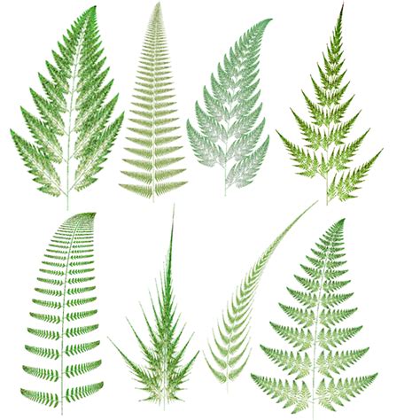 Pteridophytes - Biology 11