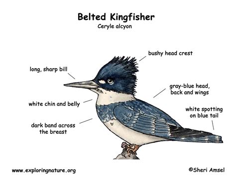 Kingfisher (Belted)