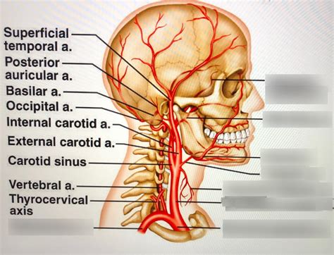 Arteries of the neck and head Diagram | Quizlet