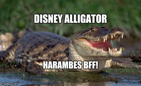 Alligator - Imgflip