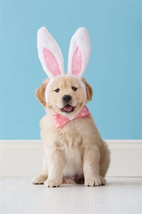 March 19, 2015 - Easter Puppy - Golden Retriever Puppy - Bing 2015 ...