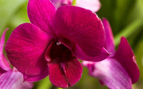 Care and Handling of Dendrobium Orchids – Olomana Orchids